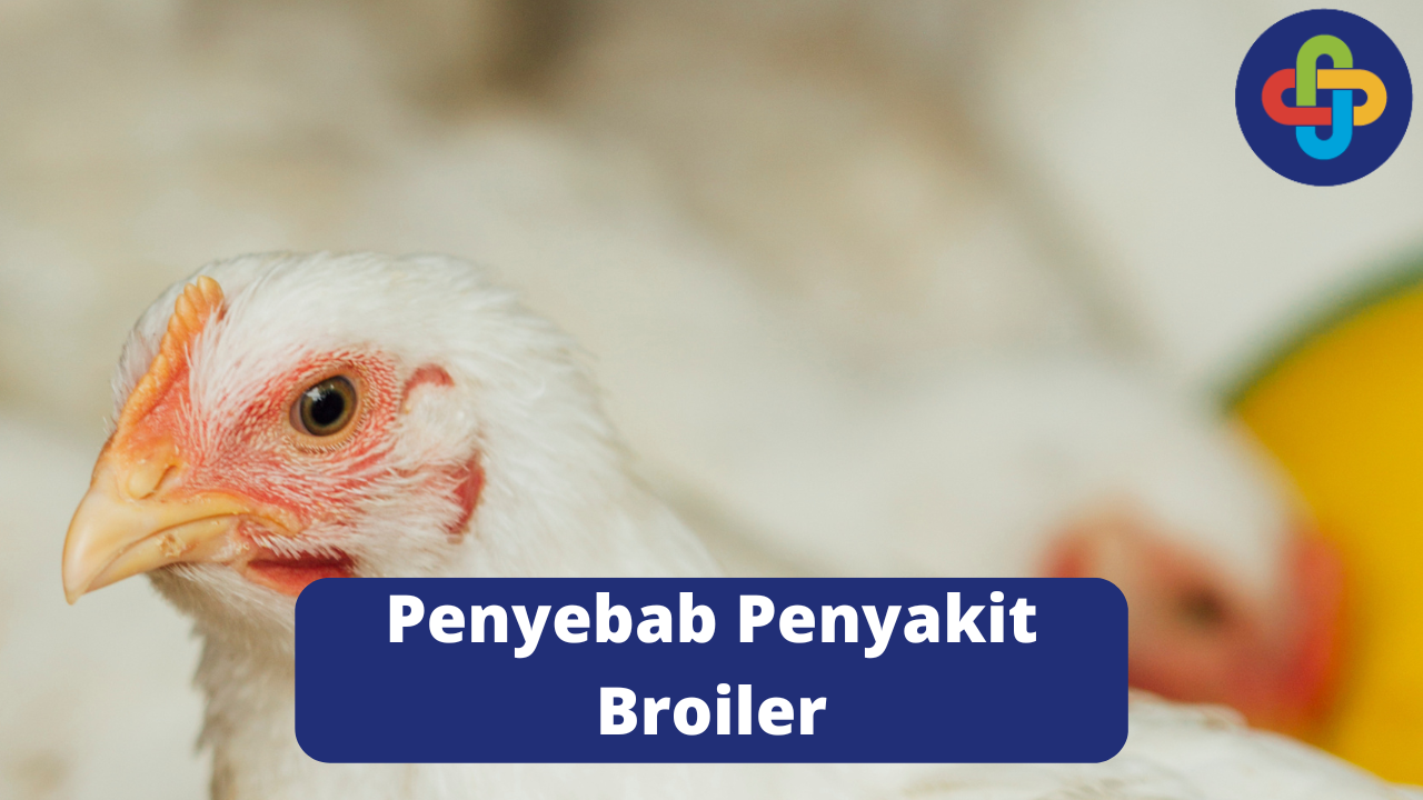 Sebab Terjadinya Penyakit Ayam Broiler